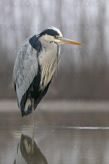 Grey heron or (Ardea cinerea) in splendor dress