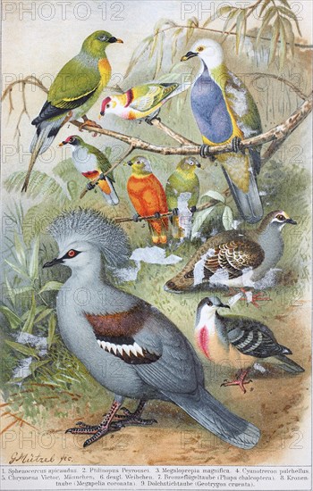 Historical image of various Pigeons and doves