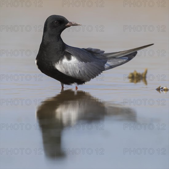 White-winged Tern (Chlidonias leucopterus)