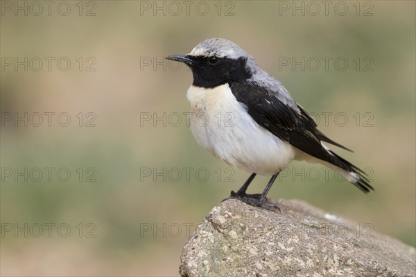 Seebohm's wheatear (Oenanthe seebohmi)