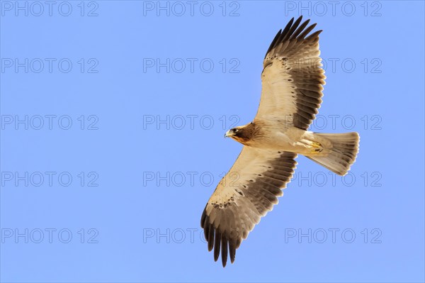 Booted Eagle (Hieraaetus pennatus)