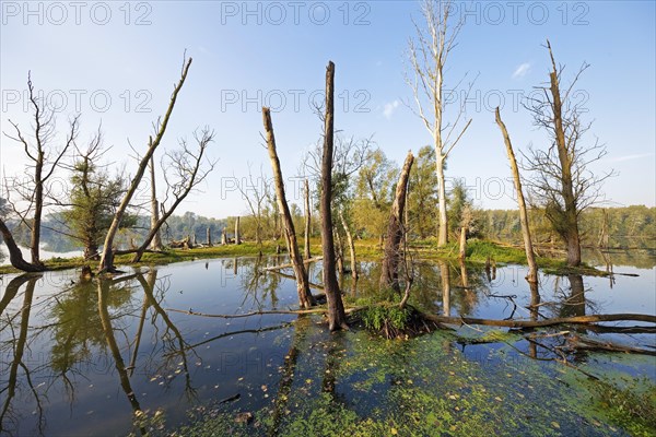 Old water with dead trees