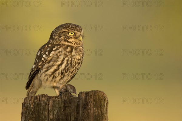 Little owl (Athene noctua) sits on tree stump with shrew as prey