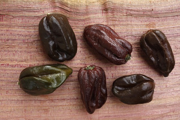 Habanero Chocolate (Capsicum chinense)