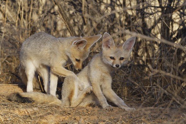 Cape foxes (Vulpes chama)