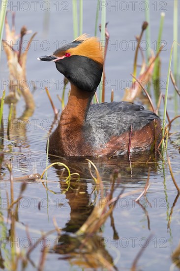 Horned Grebe (Podiceps auritus)