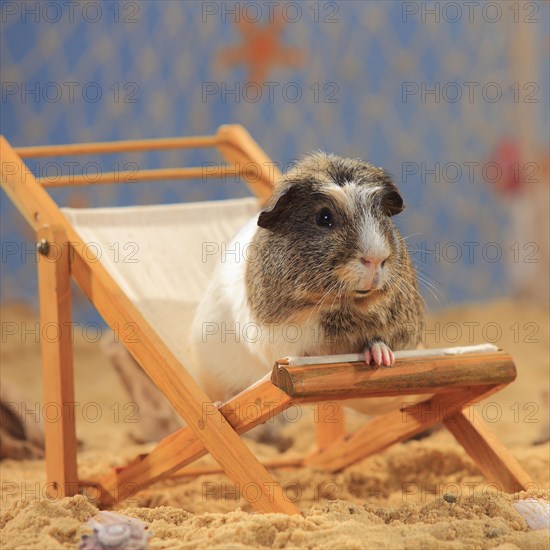 English Crested Guinea Pig