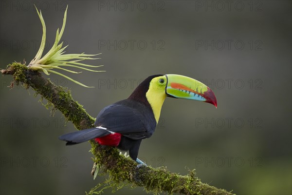 Keel-billed Toucan (Ramphastos sulfuratus)