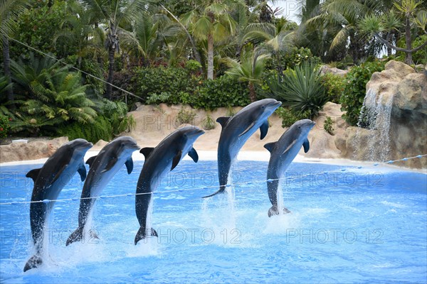 Bottlenose dolphins (Tursiops truncatus) jump in group over a rope