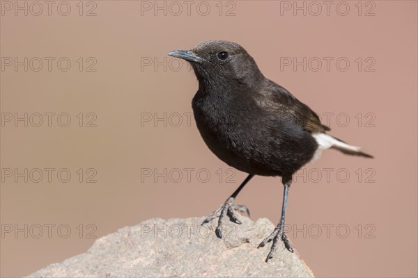 Black Wheatear (Oenanthe leucura syenitica)