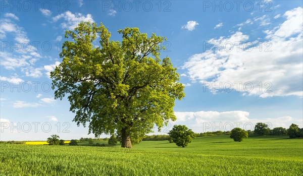 Landscape with oaks