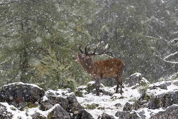 Red deer (Cervus elaphus)