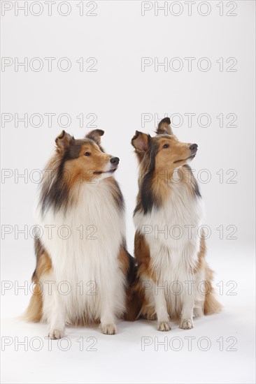 Longhair collies