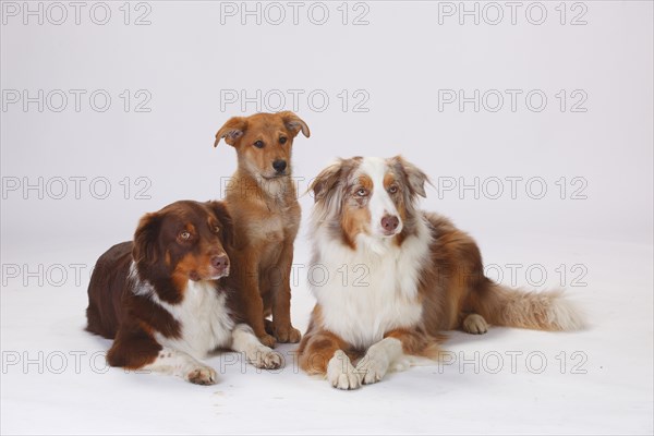 Australian Shepherds