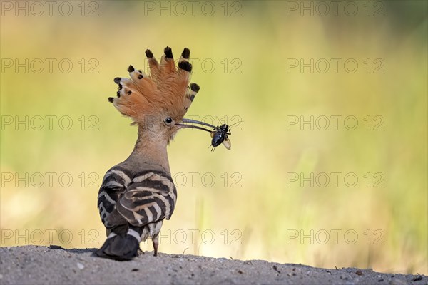 Hoopoe (Upupa epops) foraging