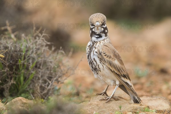 Thick-billed Lark (Ramphocoris clotbey)