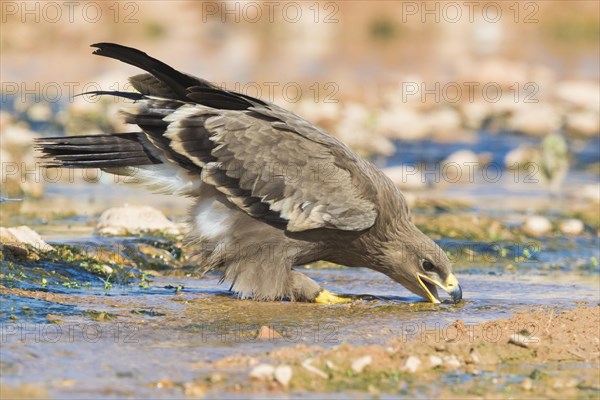 Steppe Eagle (Aquila nipalensis orientalis)