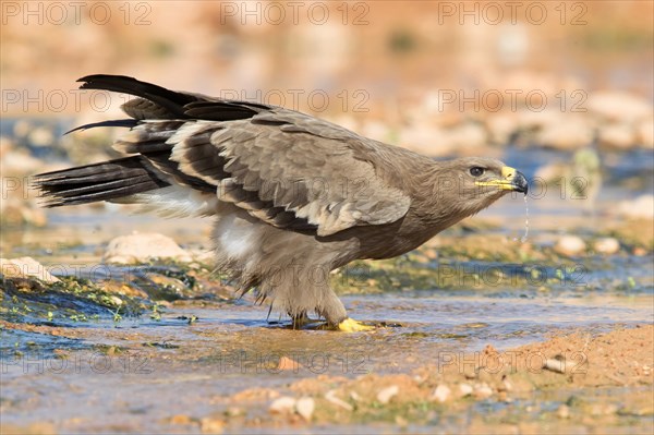 Steppe Eagle (Aquila nipalensis orientalis)