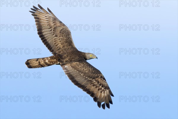 European Honey Buzzard (Pernis apivorus)