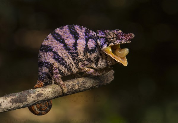 Rhinoceros chameleon (Furcifer rhinoceratus)