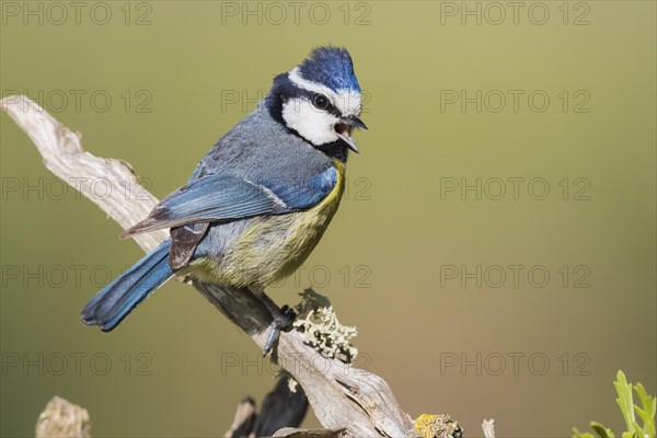African Blue Tit (Cyanstes teneriffae)