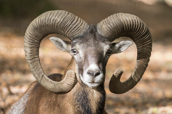 European mouflon (Ovis orientalis musimon)