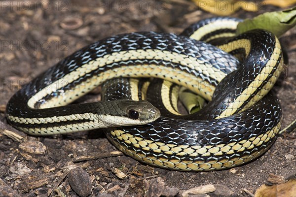 Lateral Water Snake (Thamnosophis lateralis)