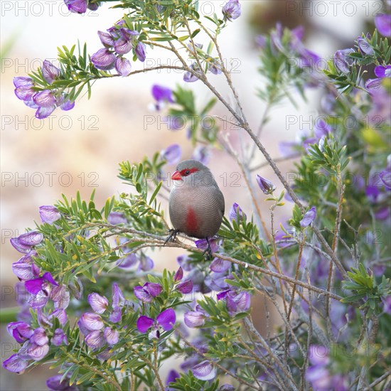 Common waxbill (Estrilda astrild)