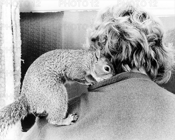 Chipmunk cuddles with a woman