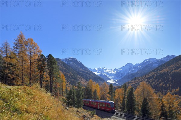 Bernina Express runs through larch forest in autumn