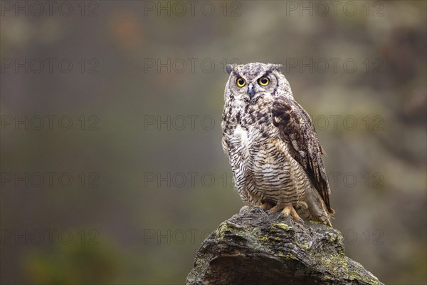 Great horned owl (Bubo virginianus)