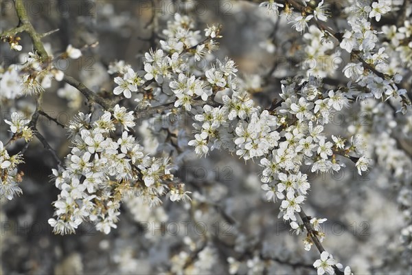 White blossoms