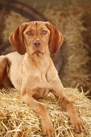 Wire-haired Hungarian pointing dog