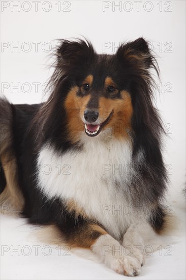 Longhair collie