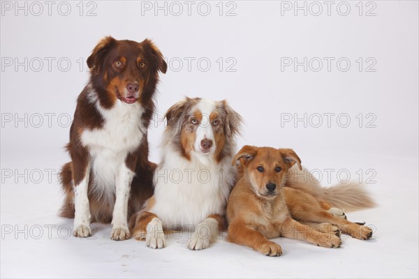 Australian Shepherds