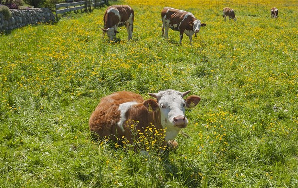 Simmental cattle on pasture