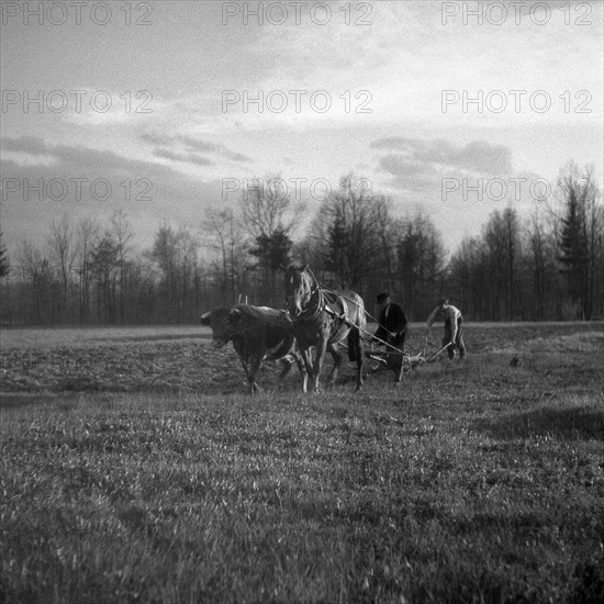 Men ploughing field with strained horses