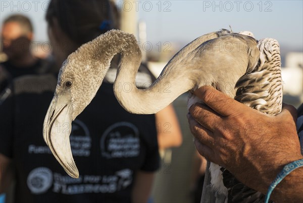 Greater Flamingo (Phoenicopterus roseus)