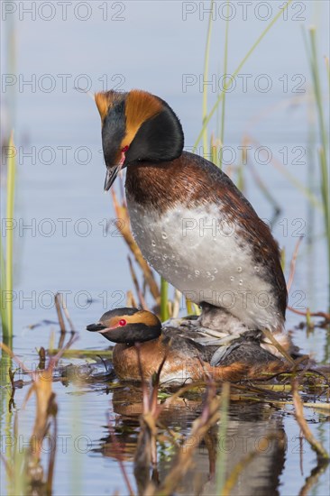 Horned Grebe (Podiceps auritus)