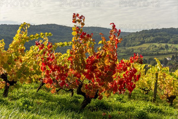 Vineyards in autumn