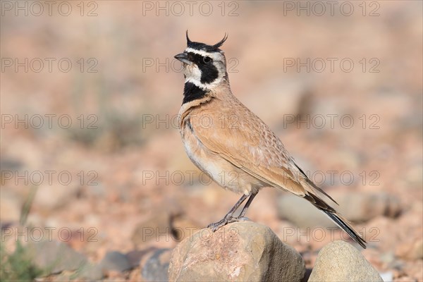 Temminck's Lark (Eremophila bilopha)