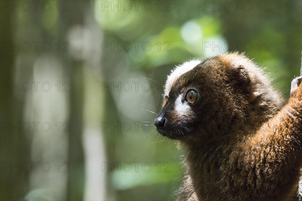 Red-bellied lemur (Eulemur rubriventer)