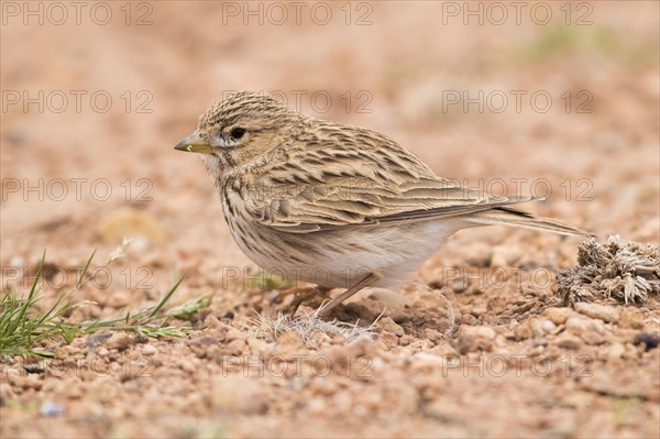 Lesser short-toed lark (Calandrella rufescens)