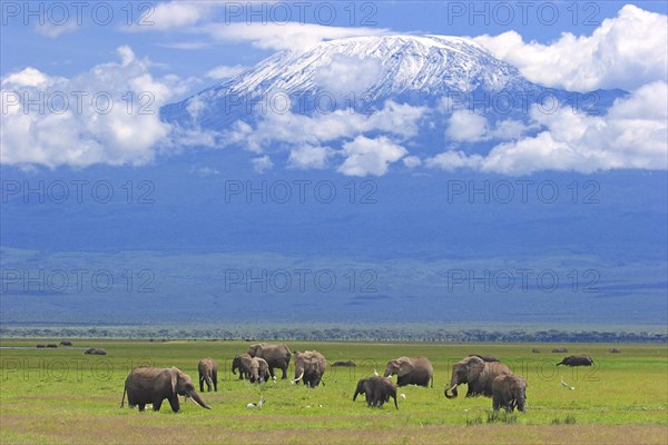 African elephants (Loxodonta africana)