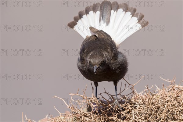 Black Wheatear (Oenanthe leucura syenitica)