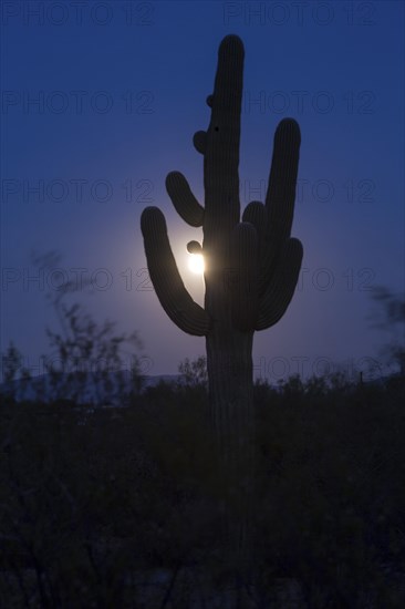 Saguaro (Carnegiea gigantea) with full moon