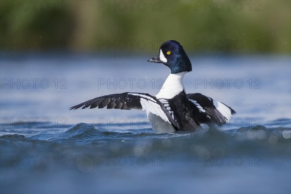 Barrow's Goldeneye (Bucephala islandica)