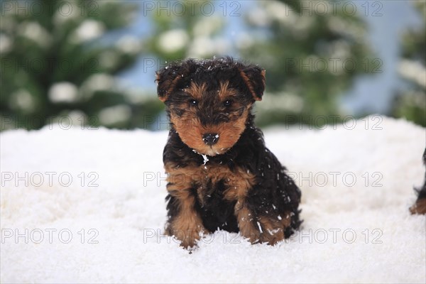 Welsh Terrier