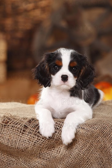 Cavalier King Charles Spaniel