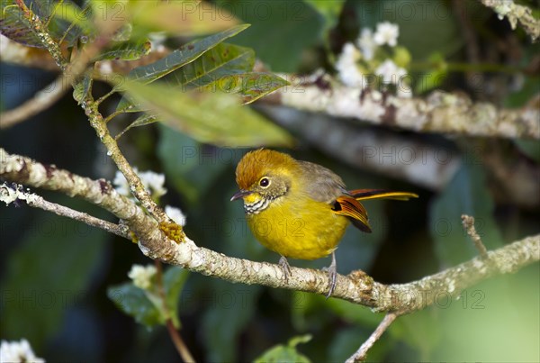 Chestnut-tailed Minla (Minla strigula) sits on branch in tree